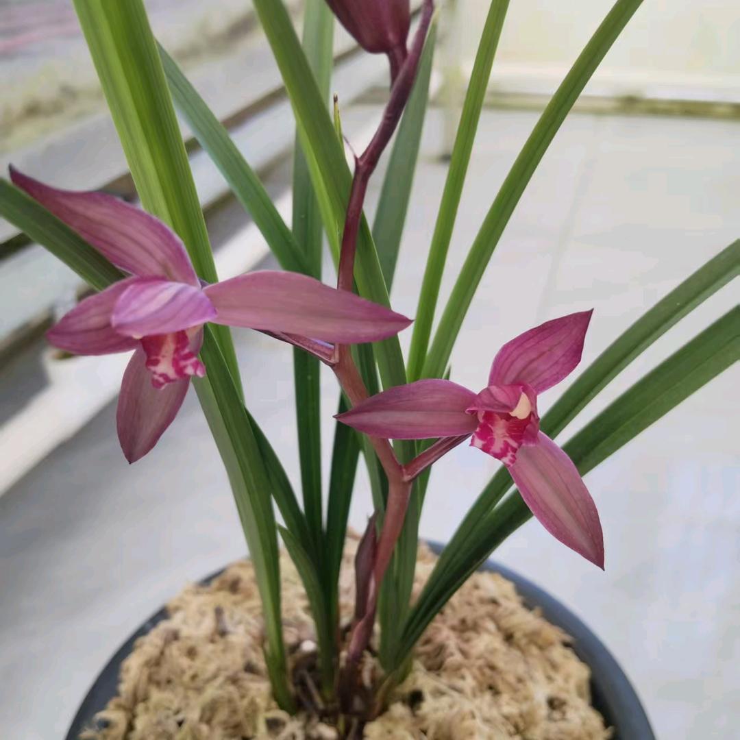 福地兰园花卉优品小铺