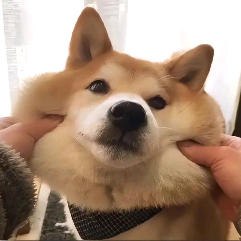 吐泡泡的鱼🐟