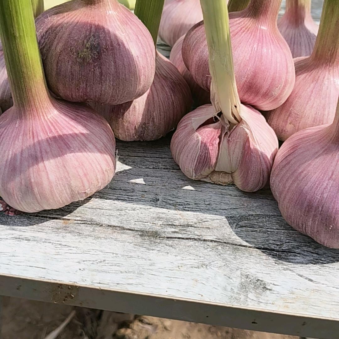 雄鹰:象哥的象牌苏丹红