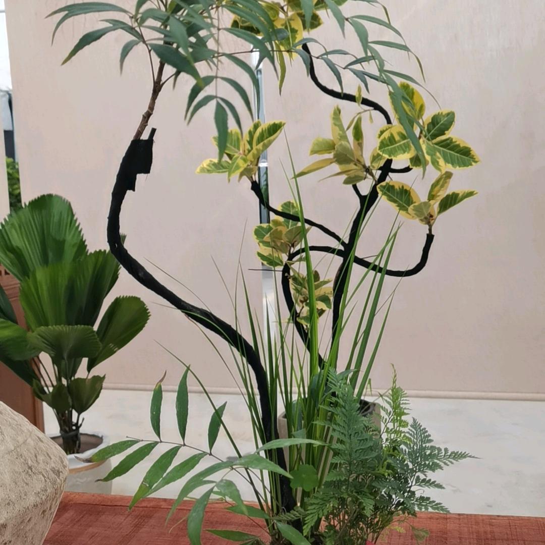 玲心似水