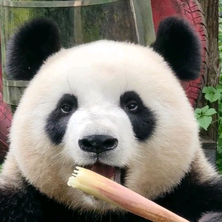 熊猫乐视