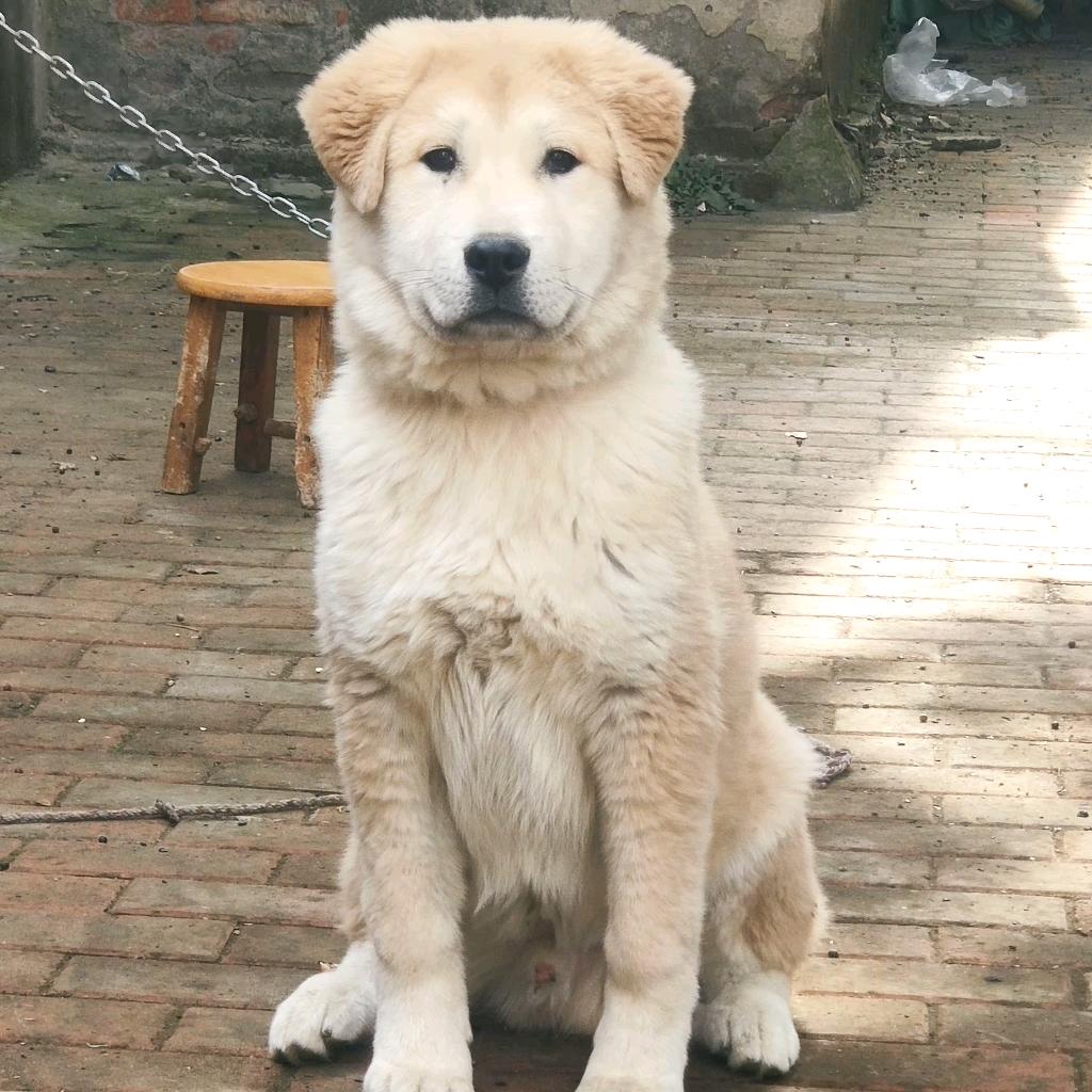 犬伴一生（太行犬繁育）