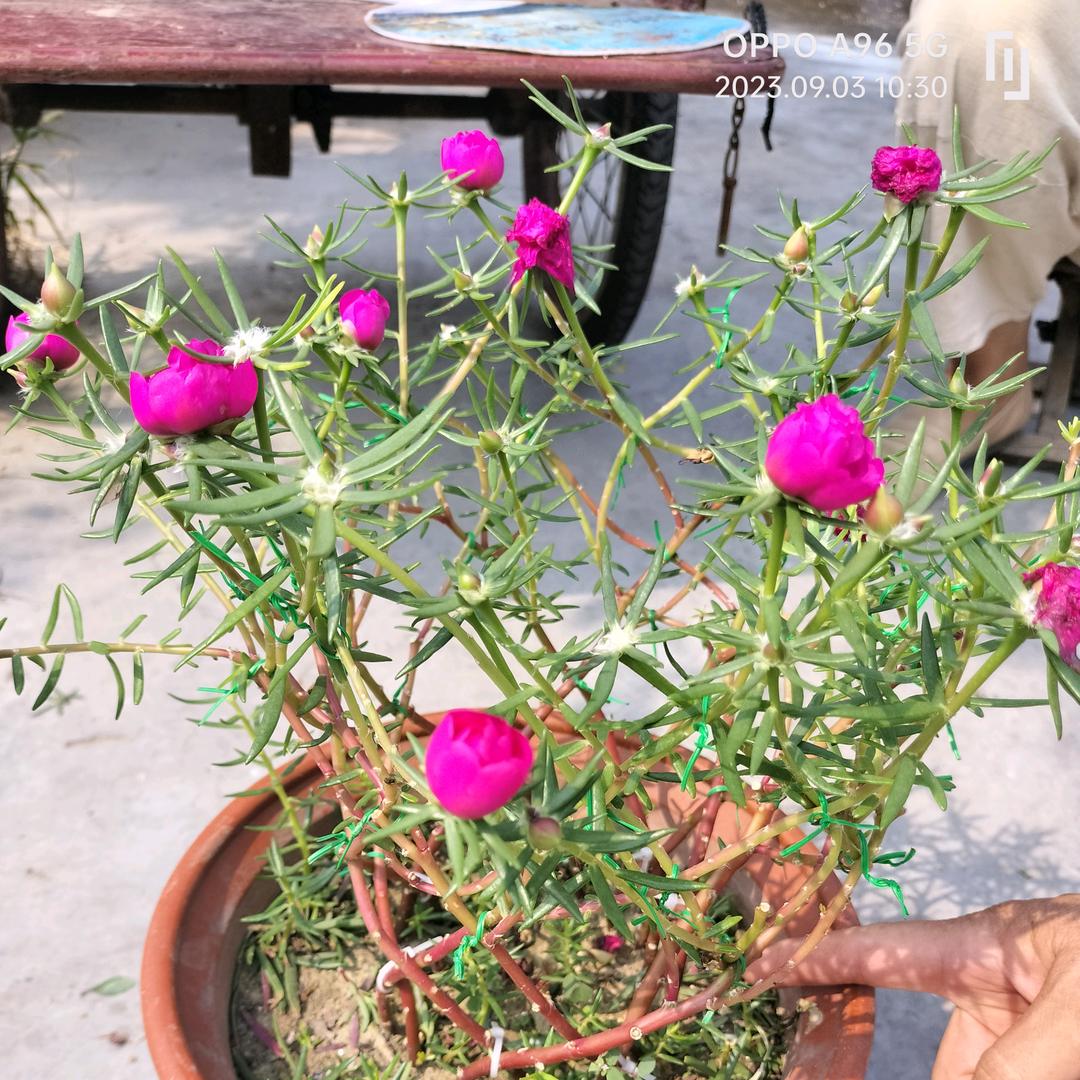 随意，用户412449448635