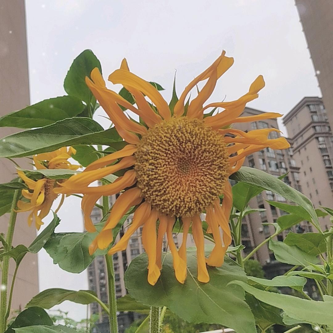 琪宇