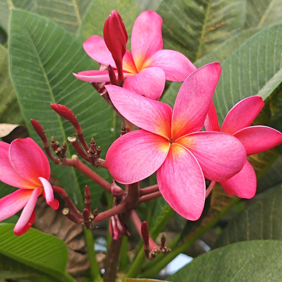 蔷薇蓠芭