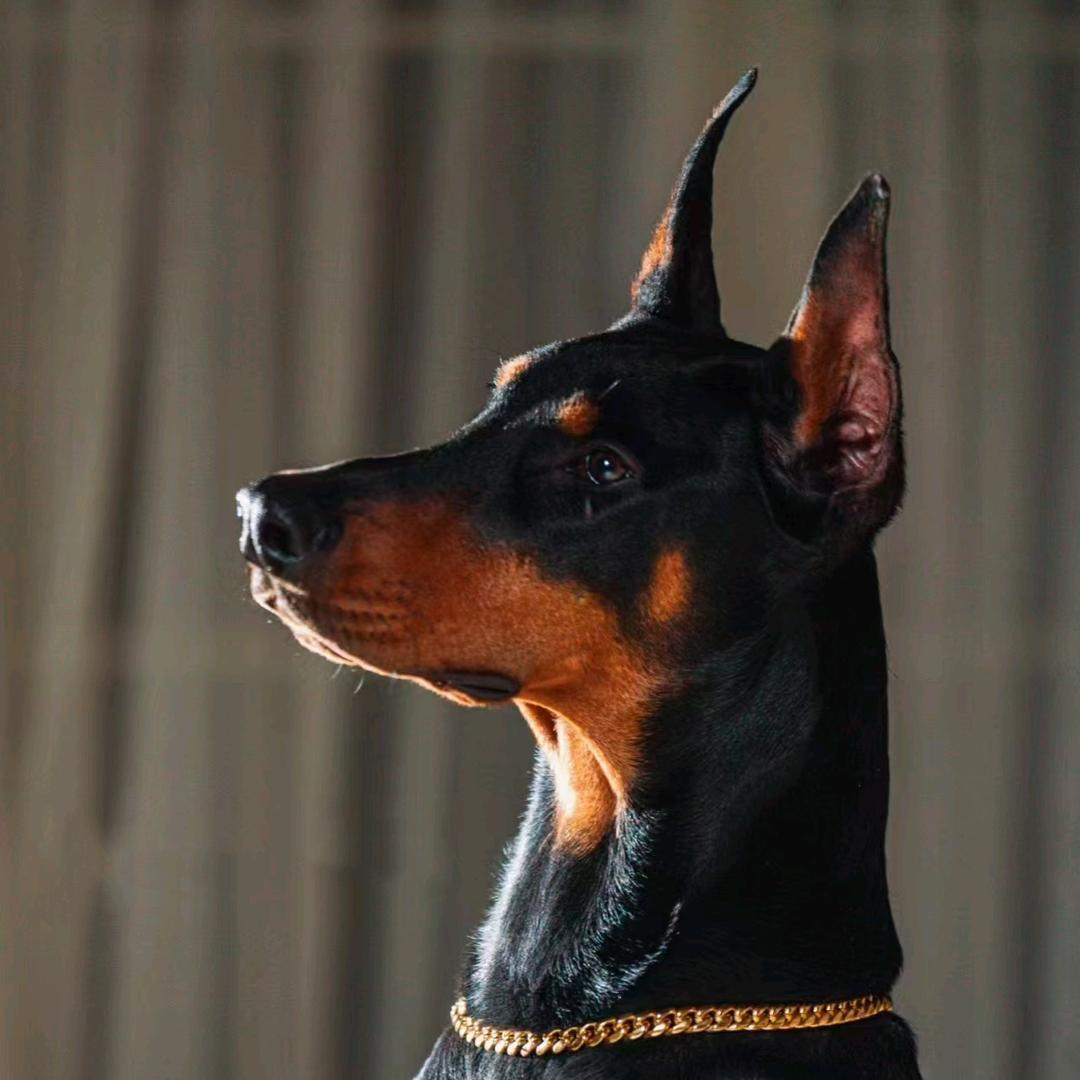 小禾狗场(专注宠物猫狗问题)