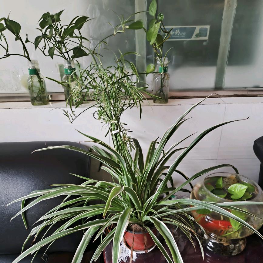 岁月静好