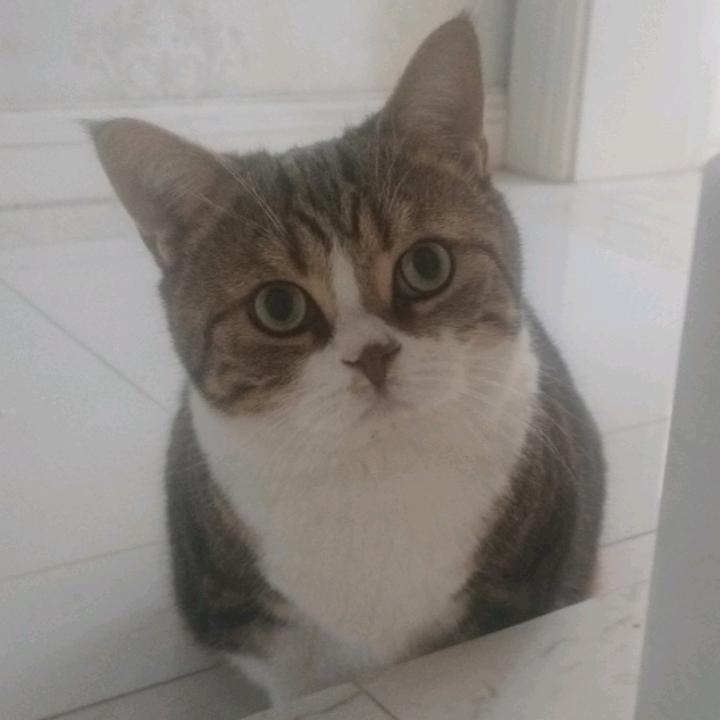 猪上树