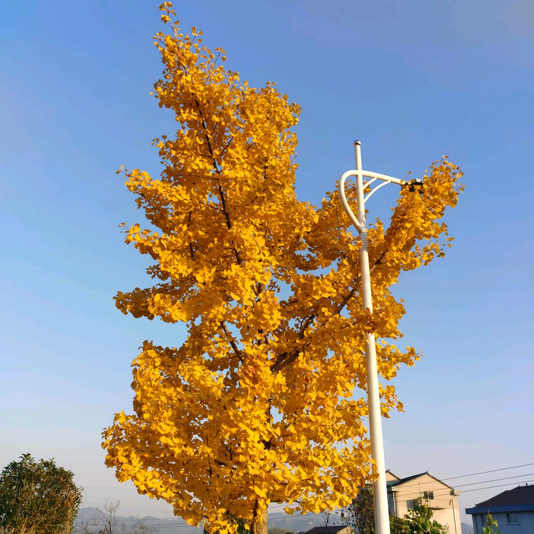 我已不是从前的我