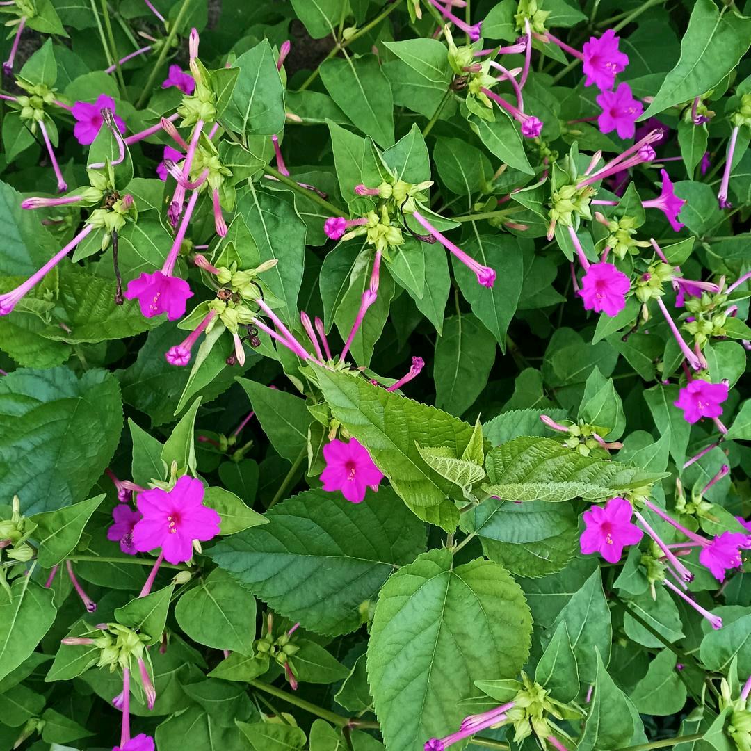 👫夏梦💋孤语👫