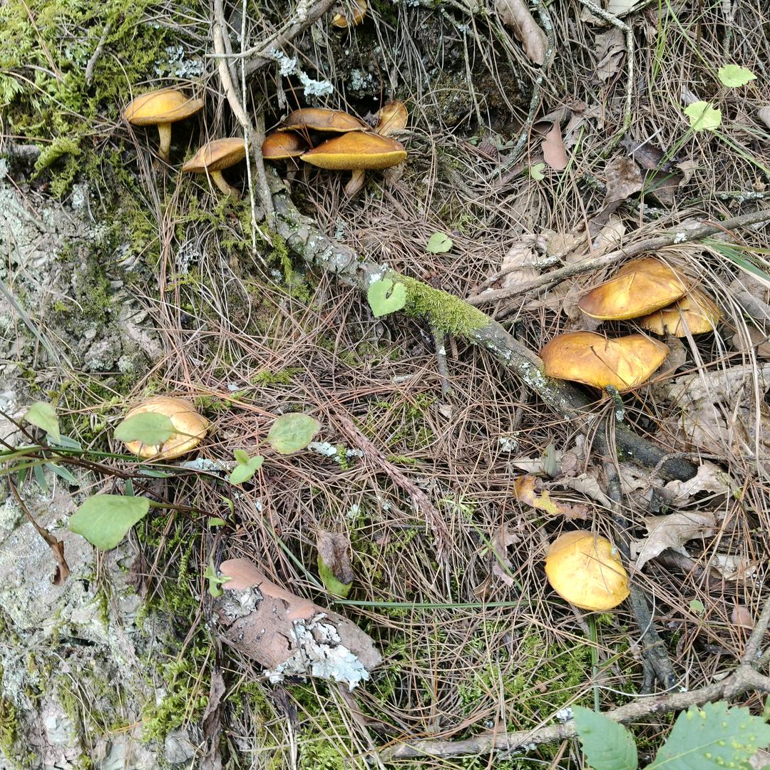 心灵解析
