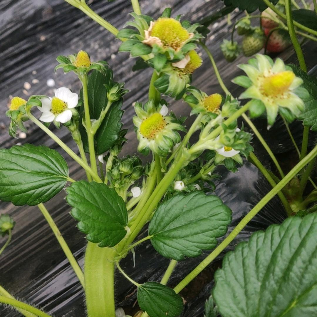 雅轩草莓种植农场