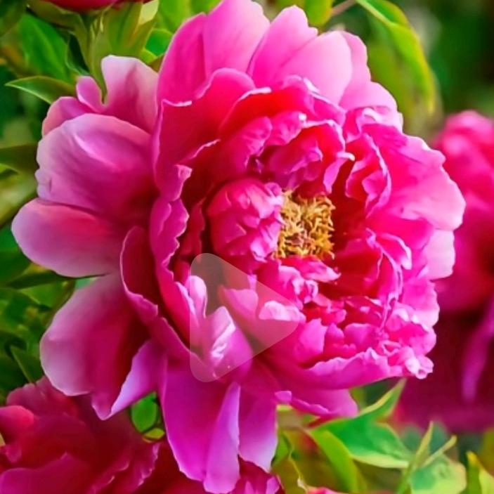 出水芙蓉