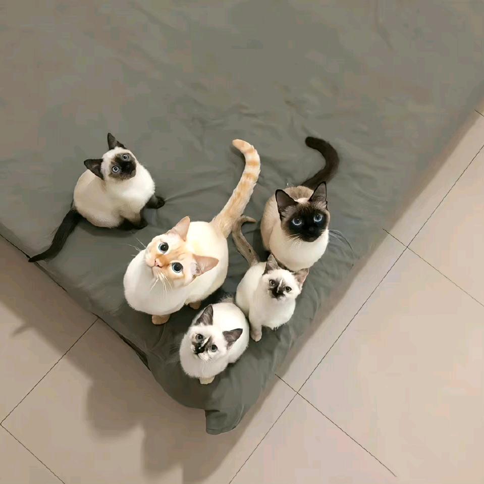 🌈西西伯利亚纯情大母猴