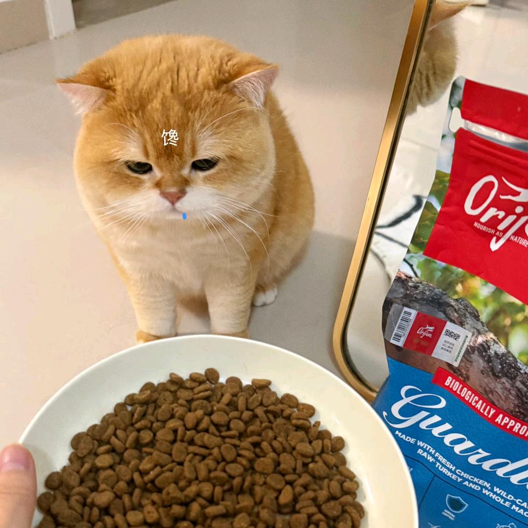 猫小宝