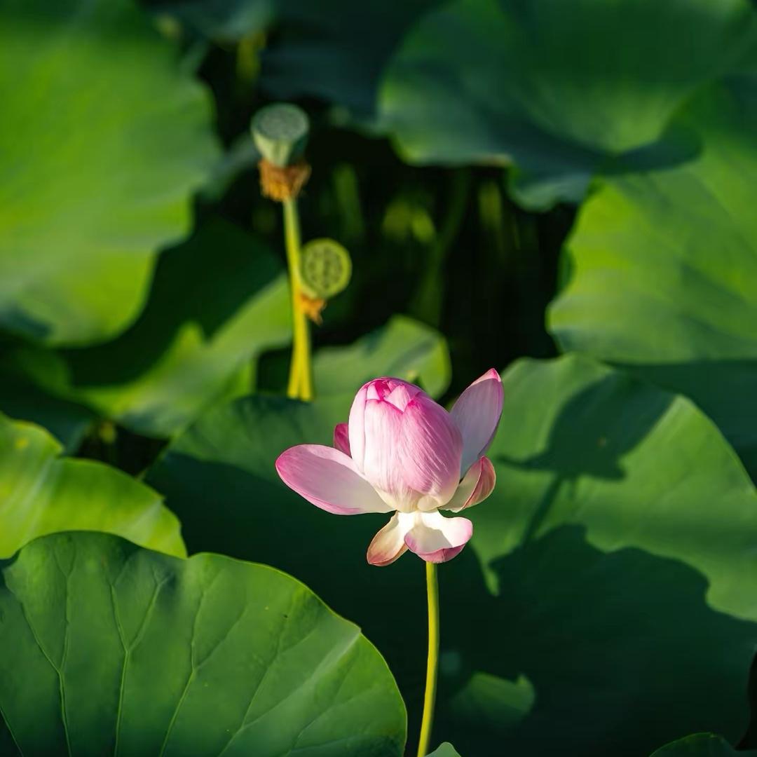 🌾🌾雨·予自在～🌻🎋