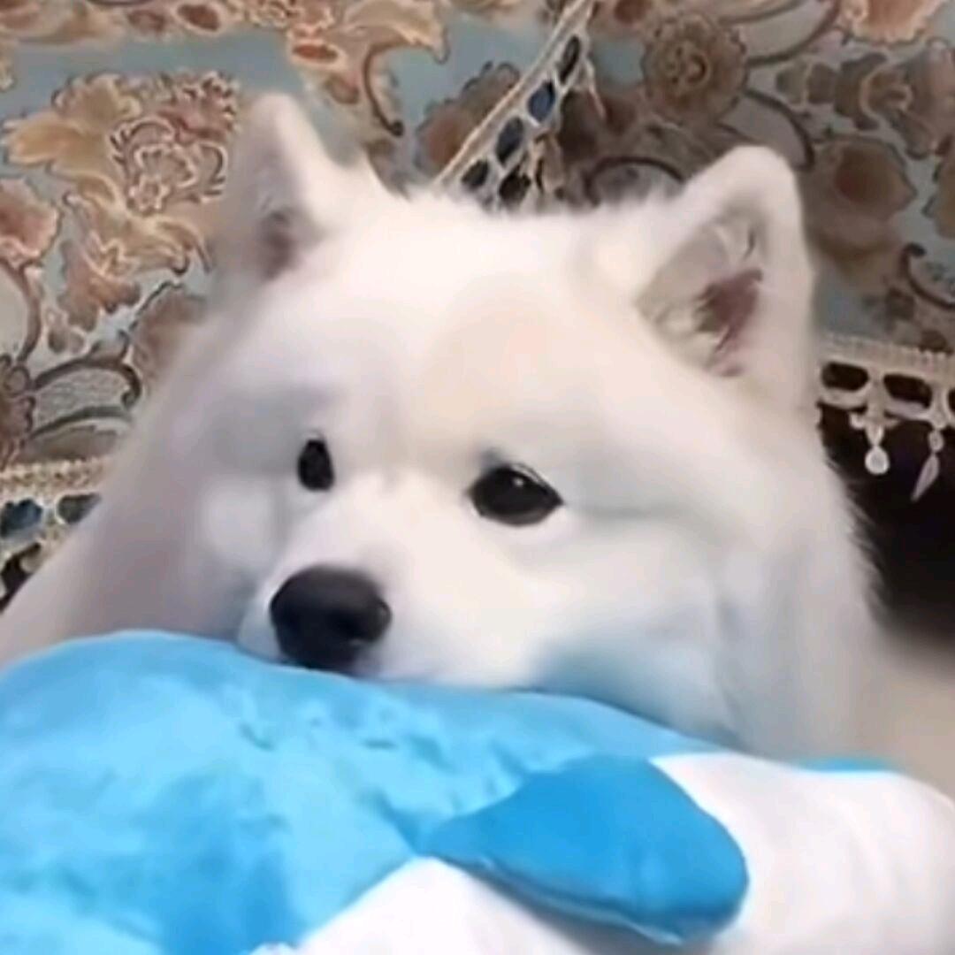 佩奇
