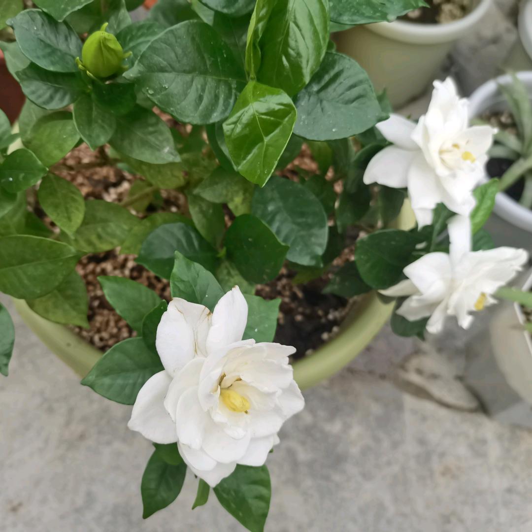 菩提树下来乘凉