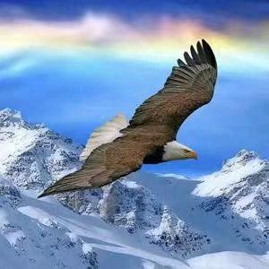 🐲孤🐇鹰🦅