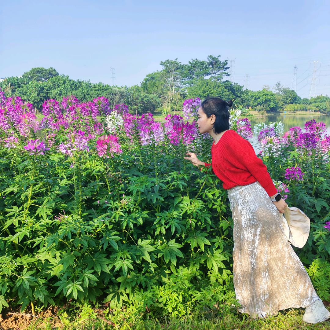 菊子