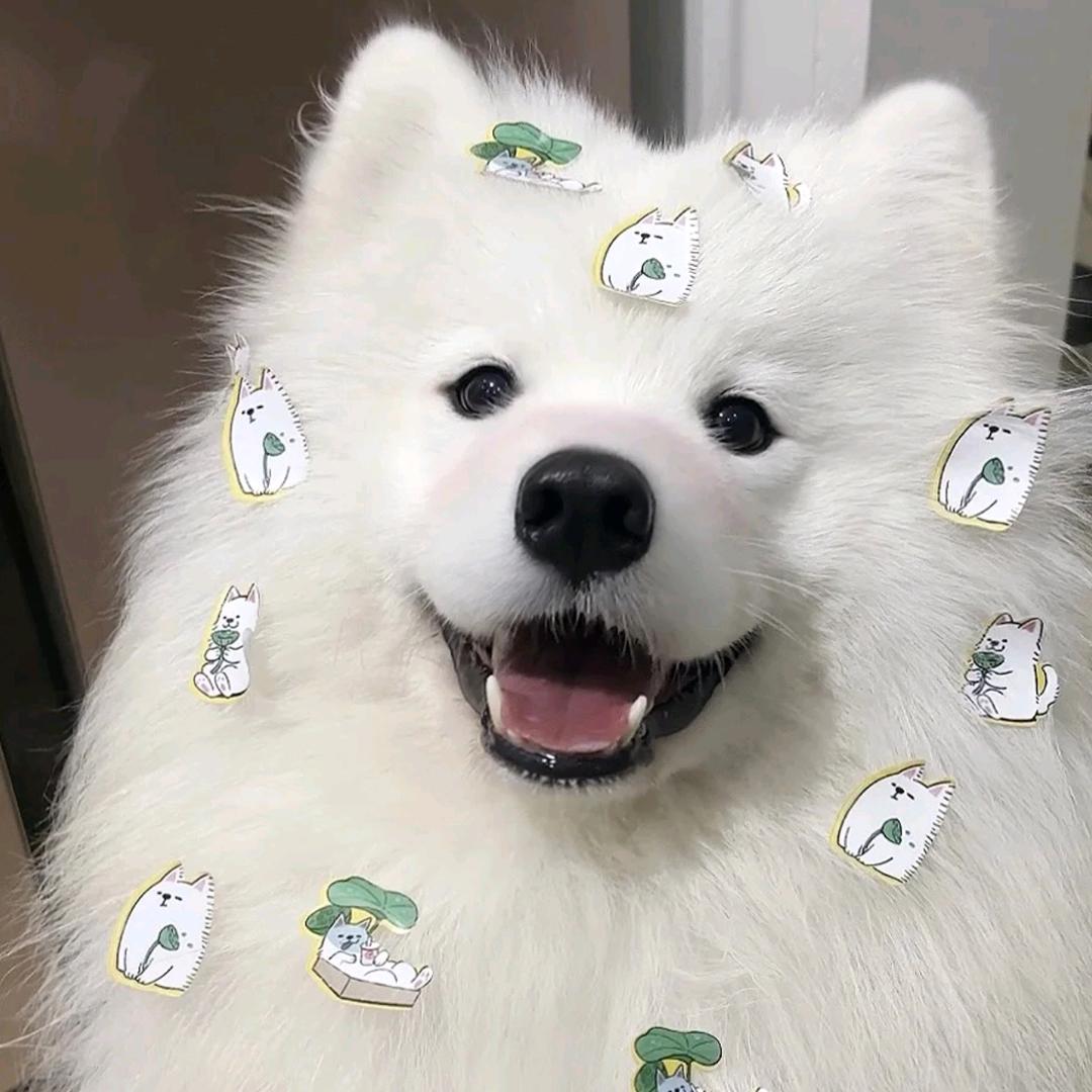 杨📷