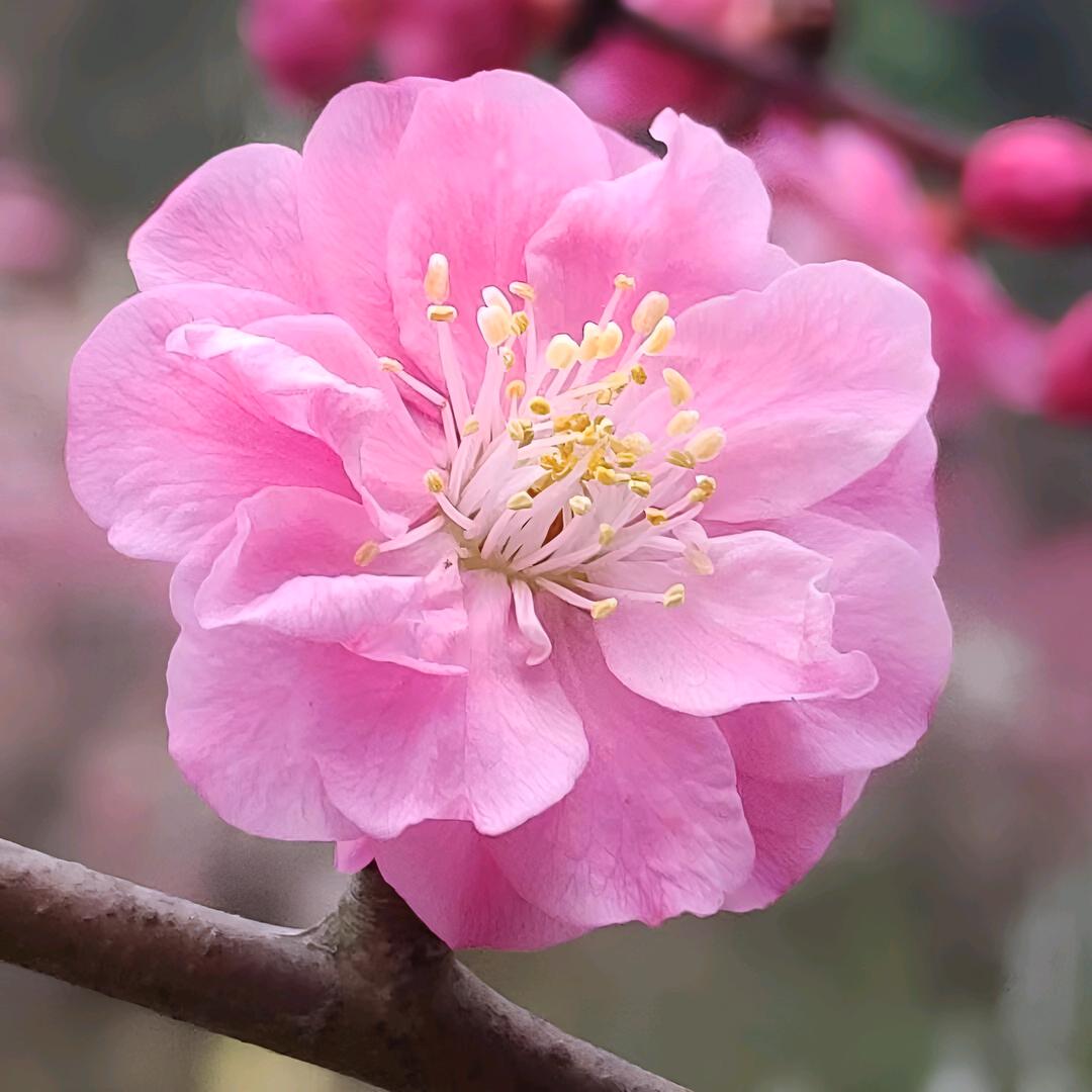 桃花朵朵开
