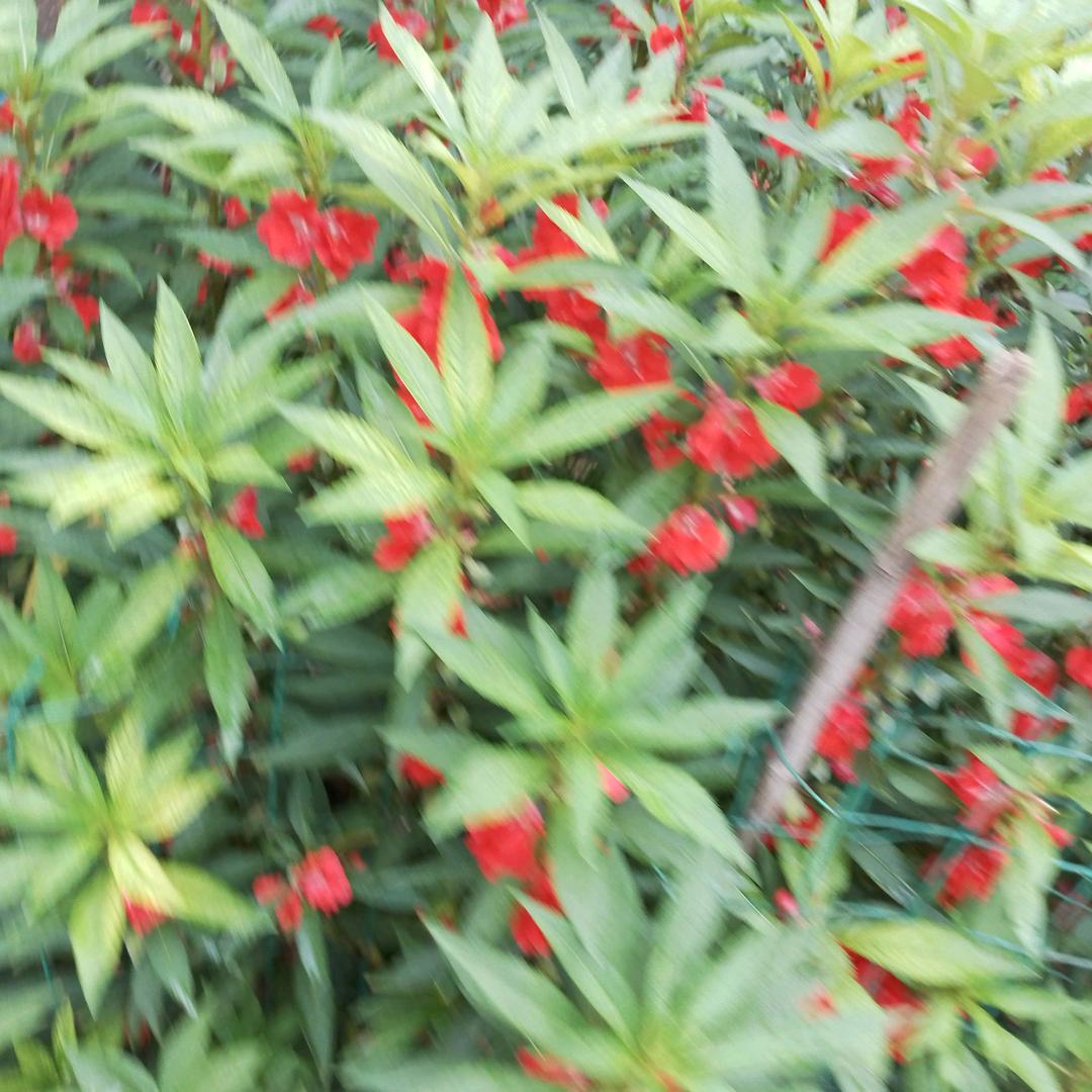 明兰