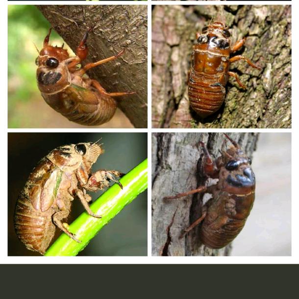 金蝉养殖孵化厂家