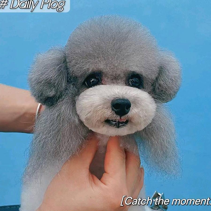 绵阳纳美多宠物美容国际城店