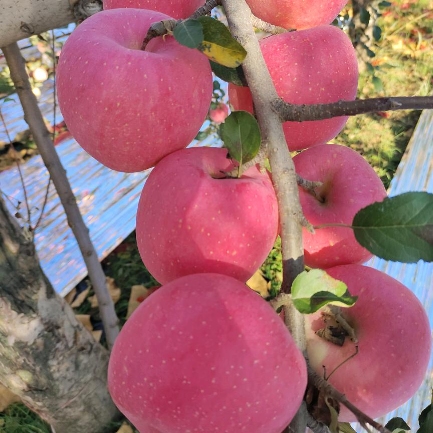 小咪的洛川苹果店