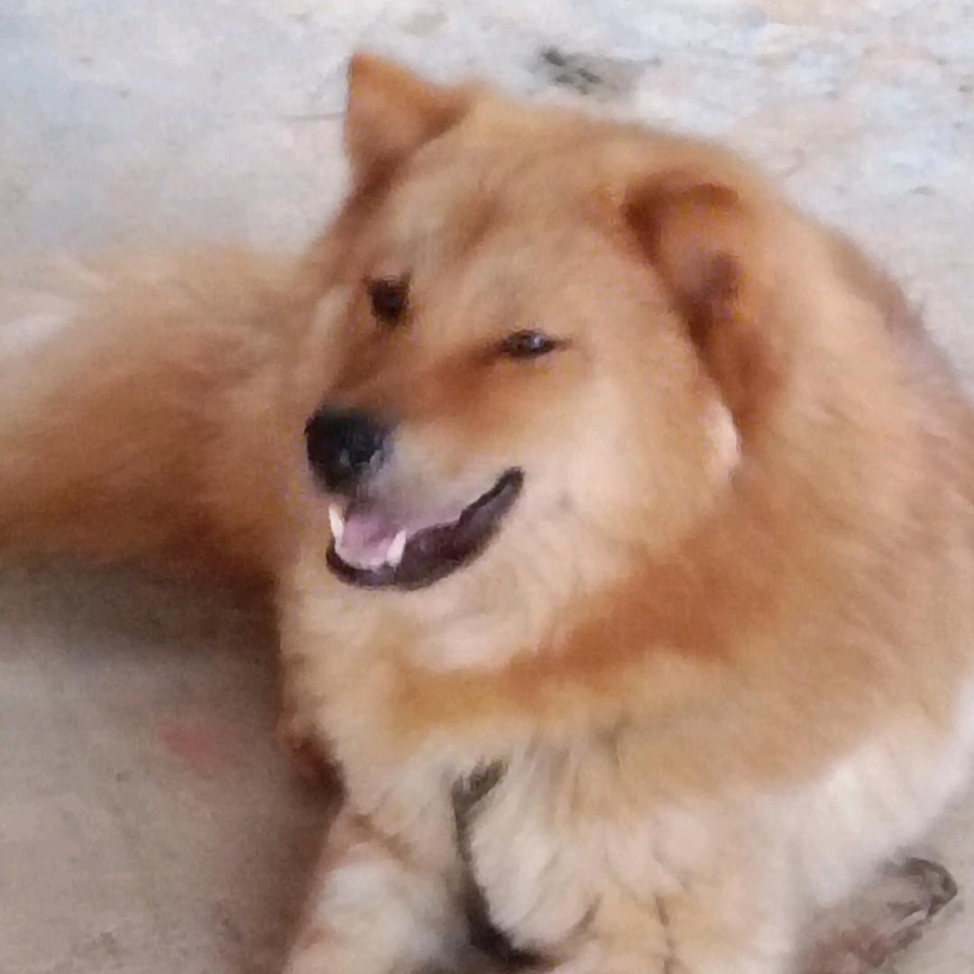 小黎飞歌