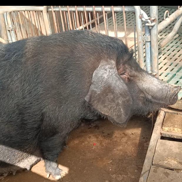 爱养莱芜黑猪