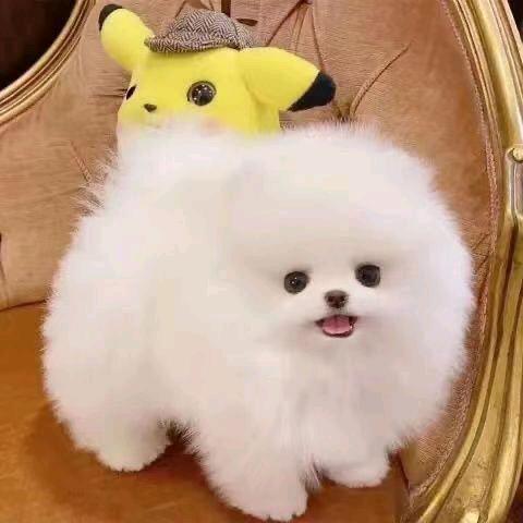 杨桂花