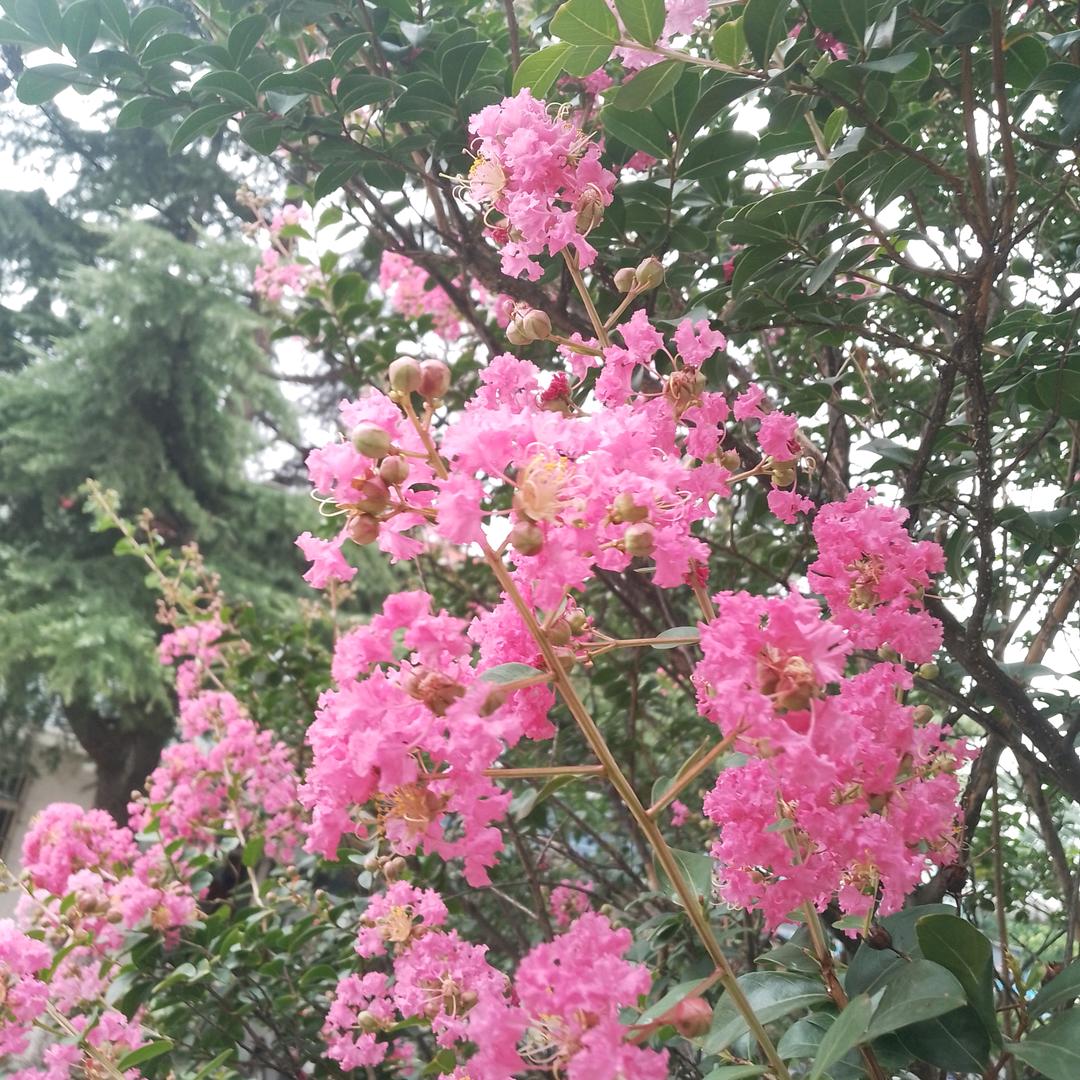 枫叶正红