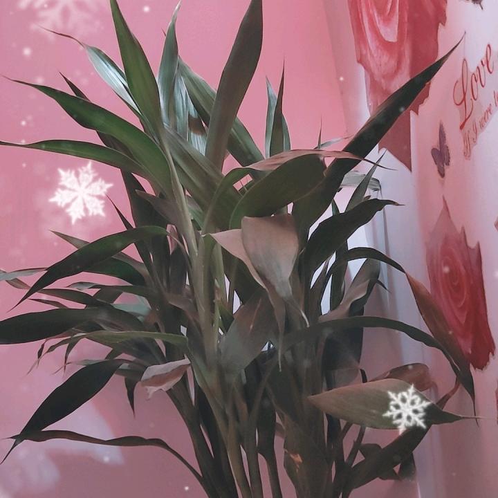 cuncun.拒连赞