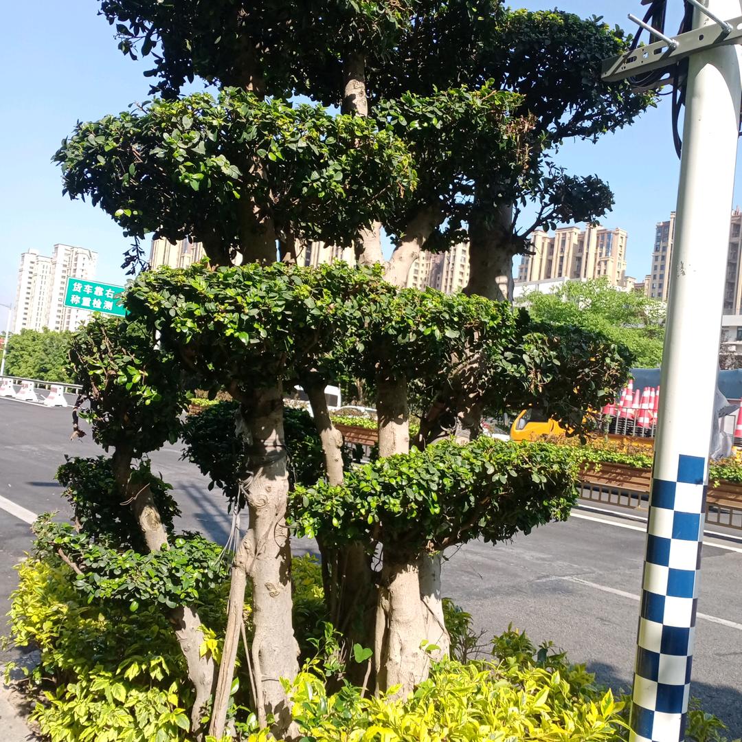 坚强，决不倒下