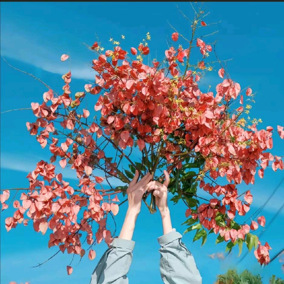 芳芳姐