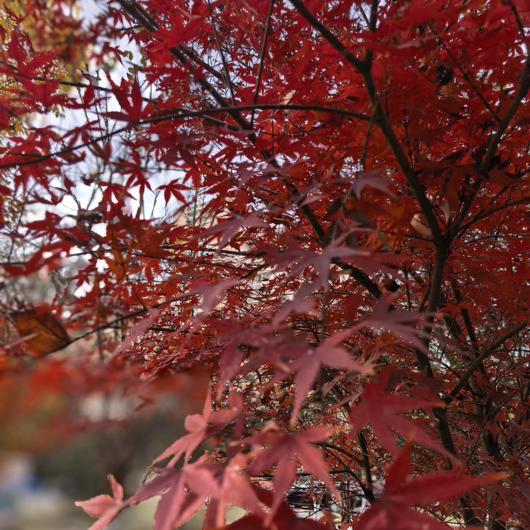 小鱼老师美术/书法