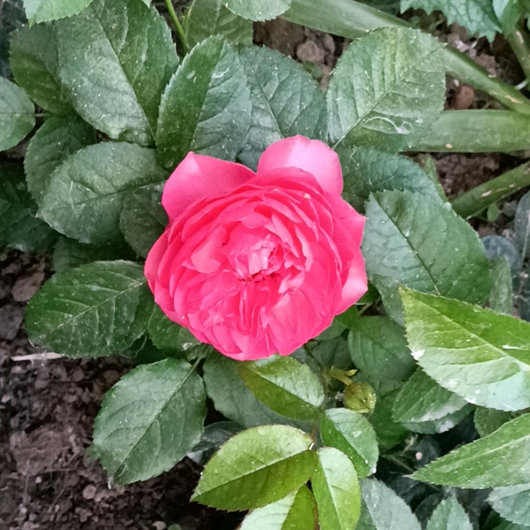 勤劳小蜜蜂