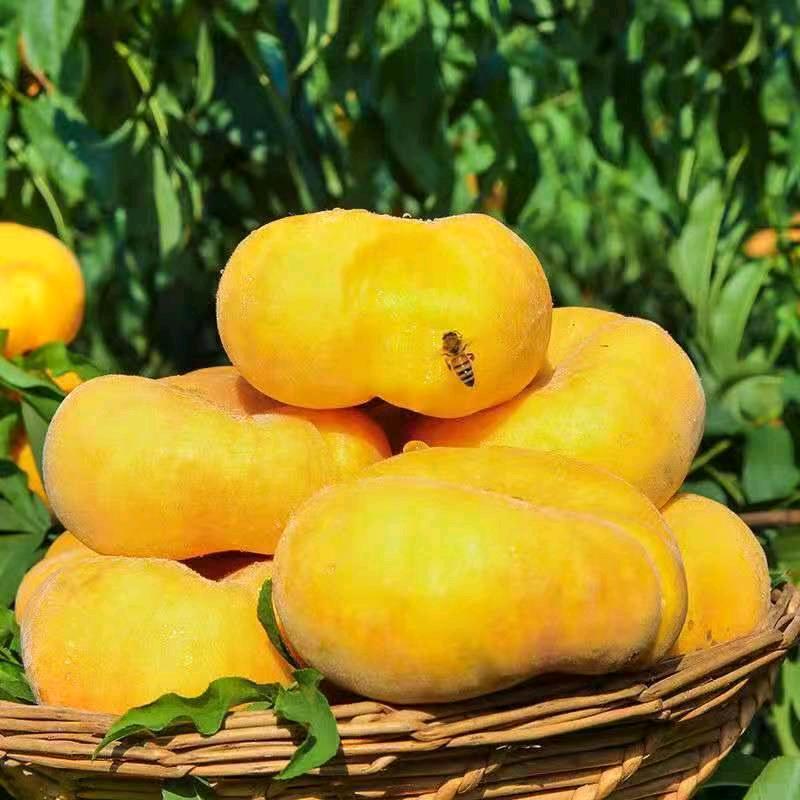 农品优选果蔬店