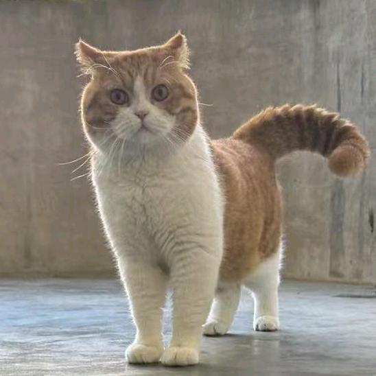 大橘😸胖墩墩