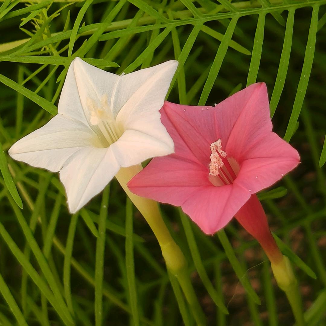 💞21᭄ᩚ꯭ᩚ℘57᭄ᩚ꯭ᩚ💞