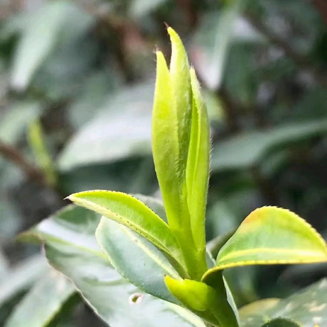 日照市岚山区春露茶厂