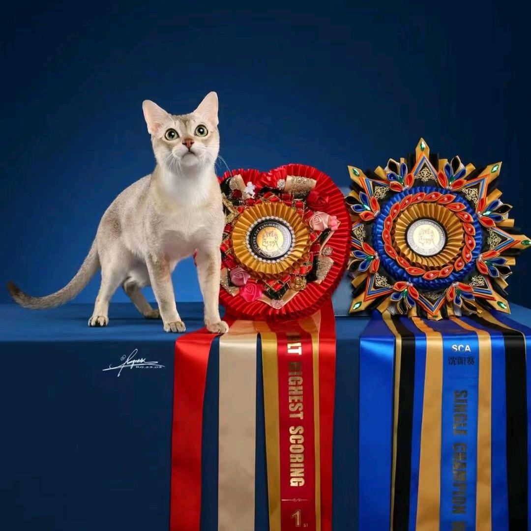 新加坡猫，猫舍