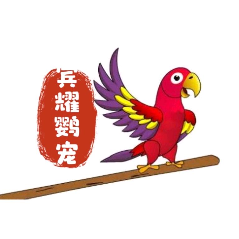 宿州宾耀鹦宠（阿宾）