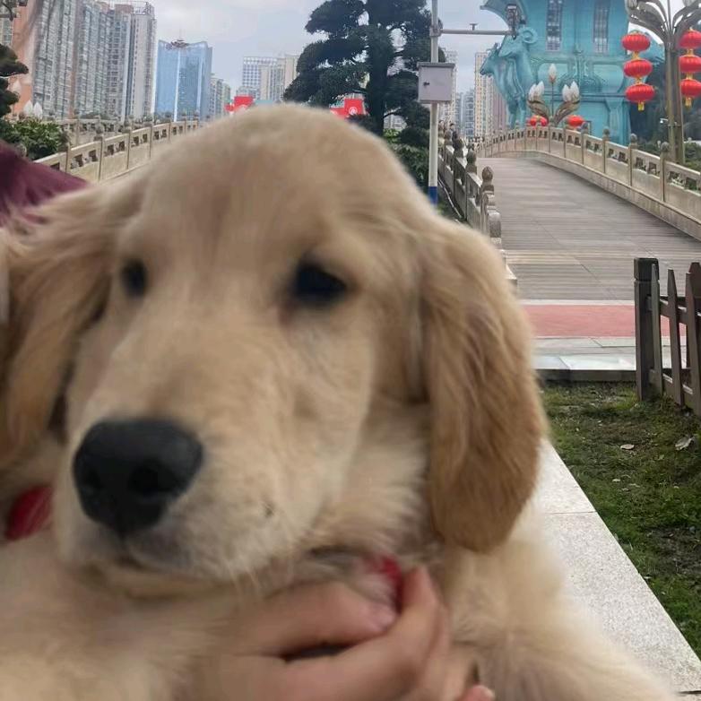 毛球
