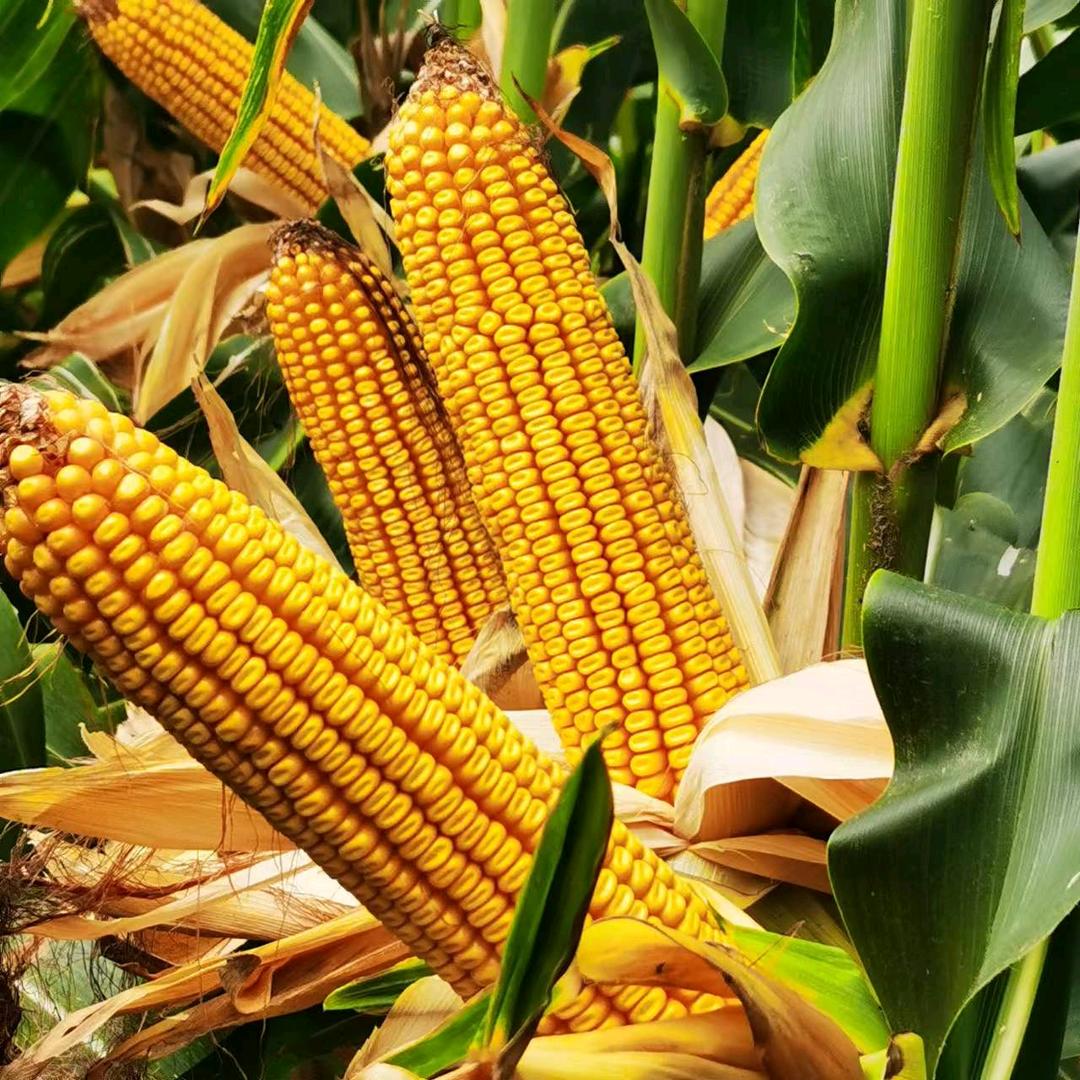 灌云胜丰种业（红香）