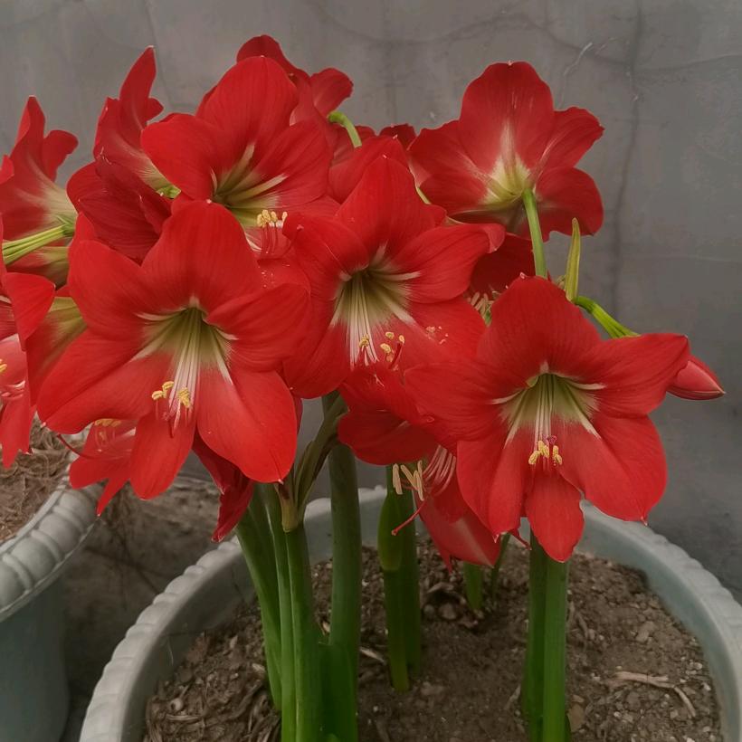 石家女（四五年）