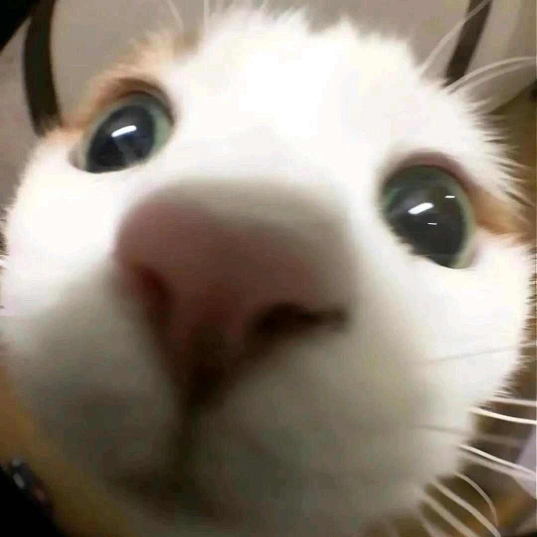 狗窝里的那只小白猫^.