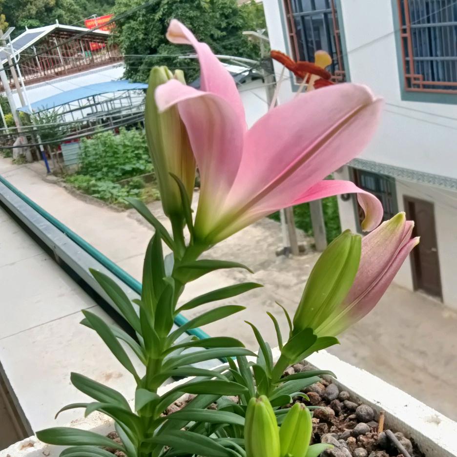 彩连